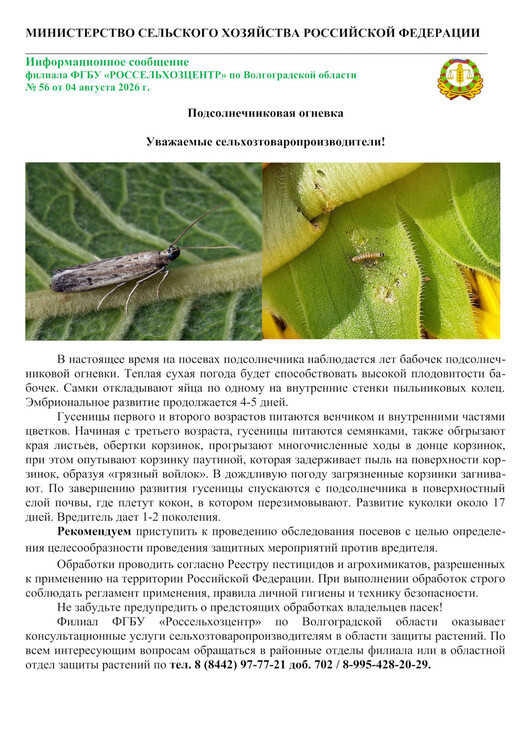 Подсолнечниковая огневка